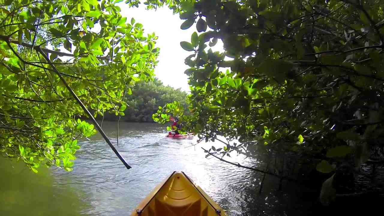 mangrove, vacance, guadeloupe